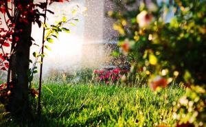 perfectly watered yard